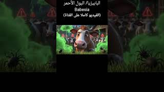 #البابيزيا #البول_الدموي #حمى_القراد #Babesia #العدوى#تحصين #حمايه #اكسبلور #ترند #تحفيز #ai #كرتون