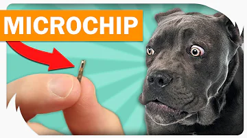 Quanto custa para colocar um chip no cachorro?