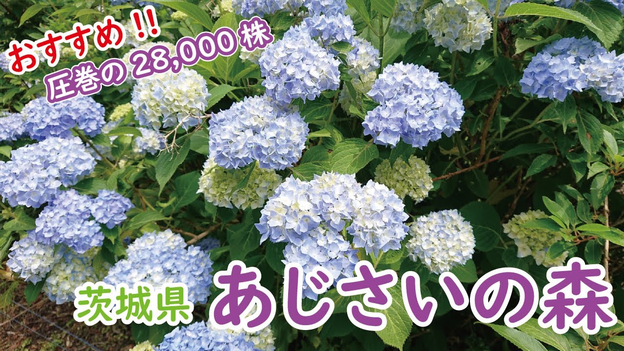 関東最大級 あじさいの森 今年も6月中旬から あじさい祭り を開催します 10品種28 000株のあじさい園に行こう Youtube