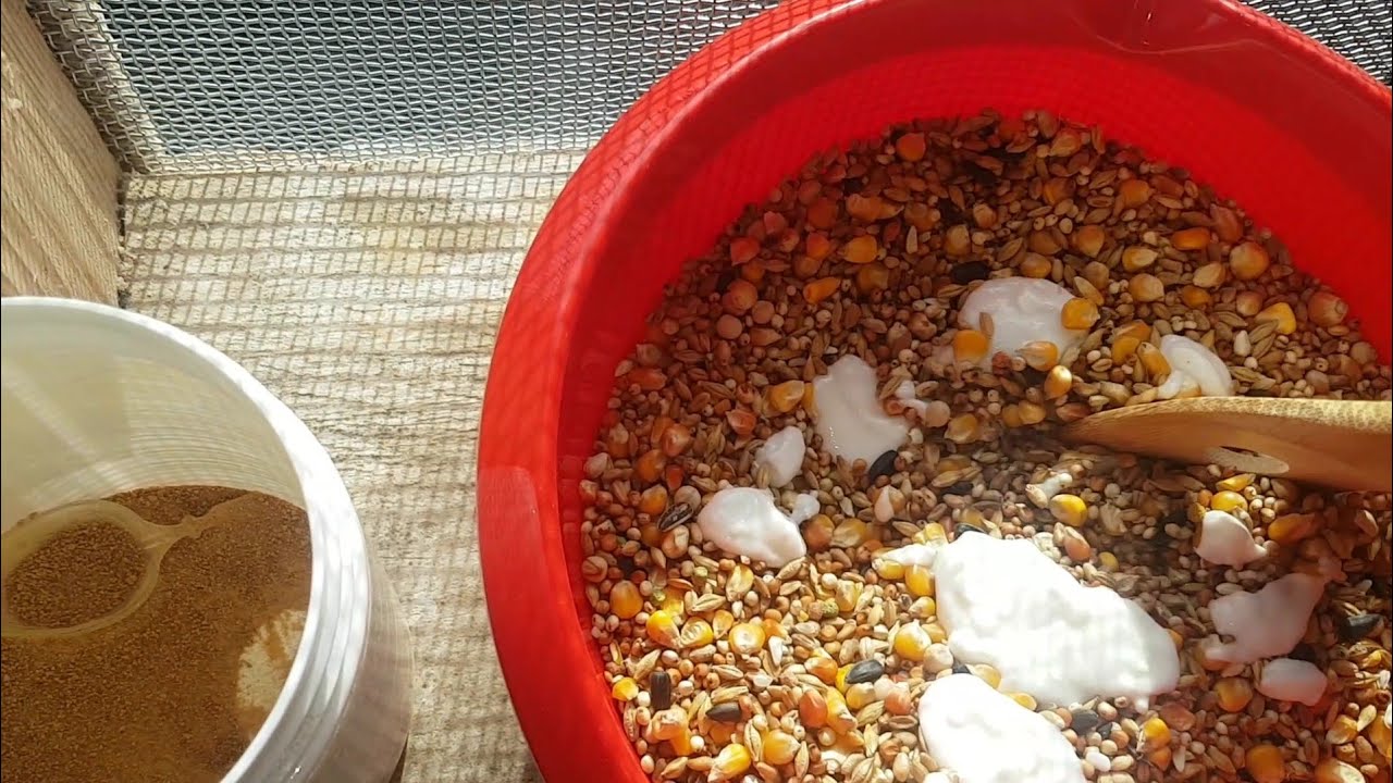 REȚETĂ PREGATIRE REPRODUCȚIE !!  IOȘCA PREZENT !!