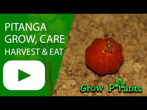 Pitanga plant - grow, harvest and Eat