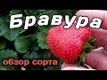 Сорт клубники Бравура 🍓 НСД. Belklubnika.by