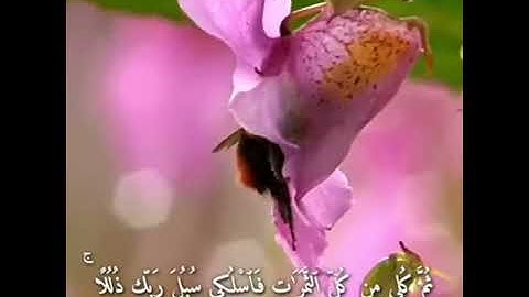 القارئ خالد الجليل  سورة النحل  الآية - 68 - 69 . ♥🌹