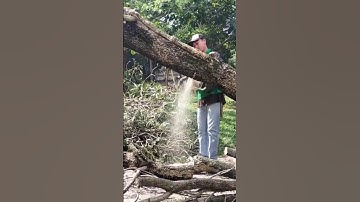 woodcutter skills,Big tree felling techniques #chainsaw #treecutting #shortvideo