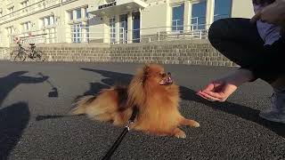 Pomeranian acting good dog for treats by Vickynga 17 views 1 year ago 2 minutes, 21 seconds