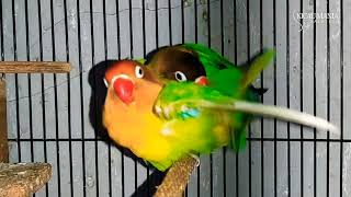 INTIP LOVEBIRD SEDANG KAWIN | SUARA AMPUH BUAT PANCINGAN LOVEBIRD AGAR CEPAT KAWIN