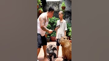 Huy sói tranh việc của Capy và cái kết #capybara #vuive #giaitri #cuocsongcuacapy