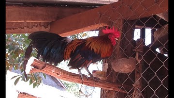 Ncig saib qaib dib coob heev nyiam nug tau 2021