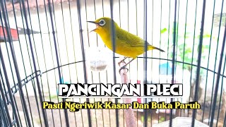Download Lagu PANCINGAN PLECI AGAR NGERIWIK KASAR DAN BUKA PARUH MP3