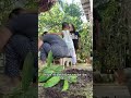 Plantita! #plants #plantita #shortsviral #feedshorts