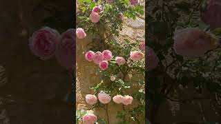 ดอกกุหลาบสวยเป็นชั้น #ฟีด #rose #flowers #nature