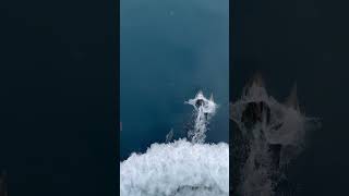 Dolphins Gliding as They Race a Speeding Boat