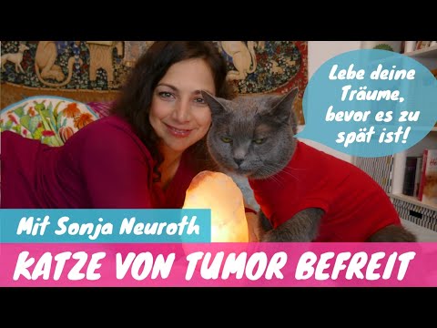 Video: Tumor Der Thymusdrüse Bei Katzen