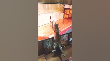 Tom and Jerry ! cat trying to catch rat 🐁 ! tabby cat hunting rat ! #shorts