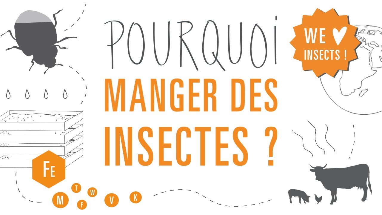 Lowimpact Food  Pourquoi manger les insectes comestibles ?