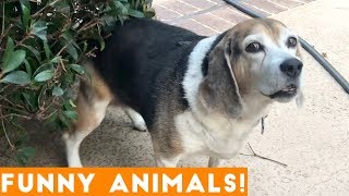 Funniest Pets \& Animals of the Week Compilation November 2018 | Funny Pet Videos