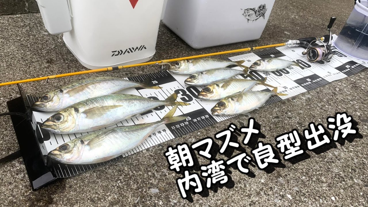 アジング　荒れた外海ではなく小規模な内湾で良型炸裂