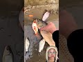 IKAN TERDAMPAR⁉️