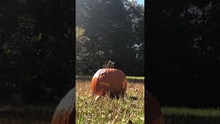 Famous Pumpkin Explosion | #shorts Wealth