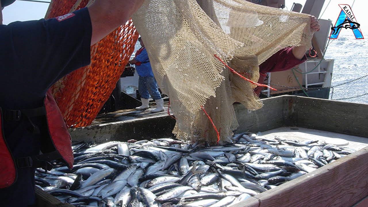 Trawl Net Fishing On The Big Boat Catch Hundreds Tons At Sea, Biggest