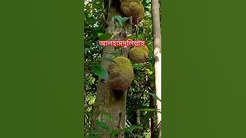 Surah Ikhlas | সূরা ইখলাস | سورة الإخلاص | #motivation #سورة الإخلاص #arabic #religion #shortvideo