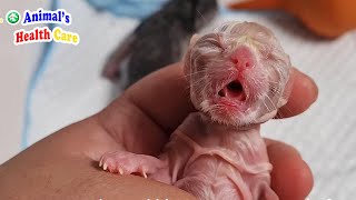 Tearful story of 3 baby newborn kittens has no more chance to see their mom by ANIMAL'S HEALTH CARE 6,832 views 1 year ago 3 minutes, 9 seconds