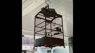 Download Lagu Prenjak Paud belajar vocal..... #prenjakngalun #prenjakgunung  #prenjaktarung MP3