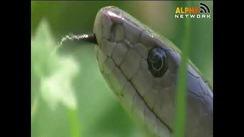 Nụ Hôn của thần chết Rắn MABA Đen - (Thuyết Minh )   Thế Giới Động Vật Hoang Dã