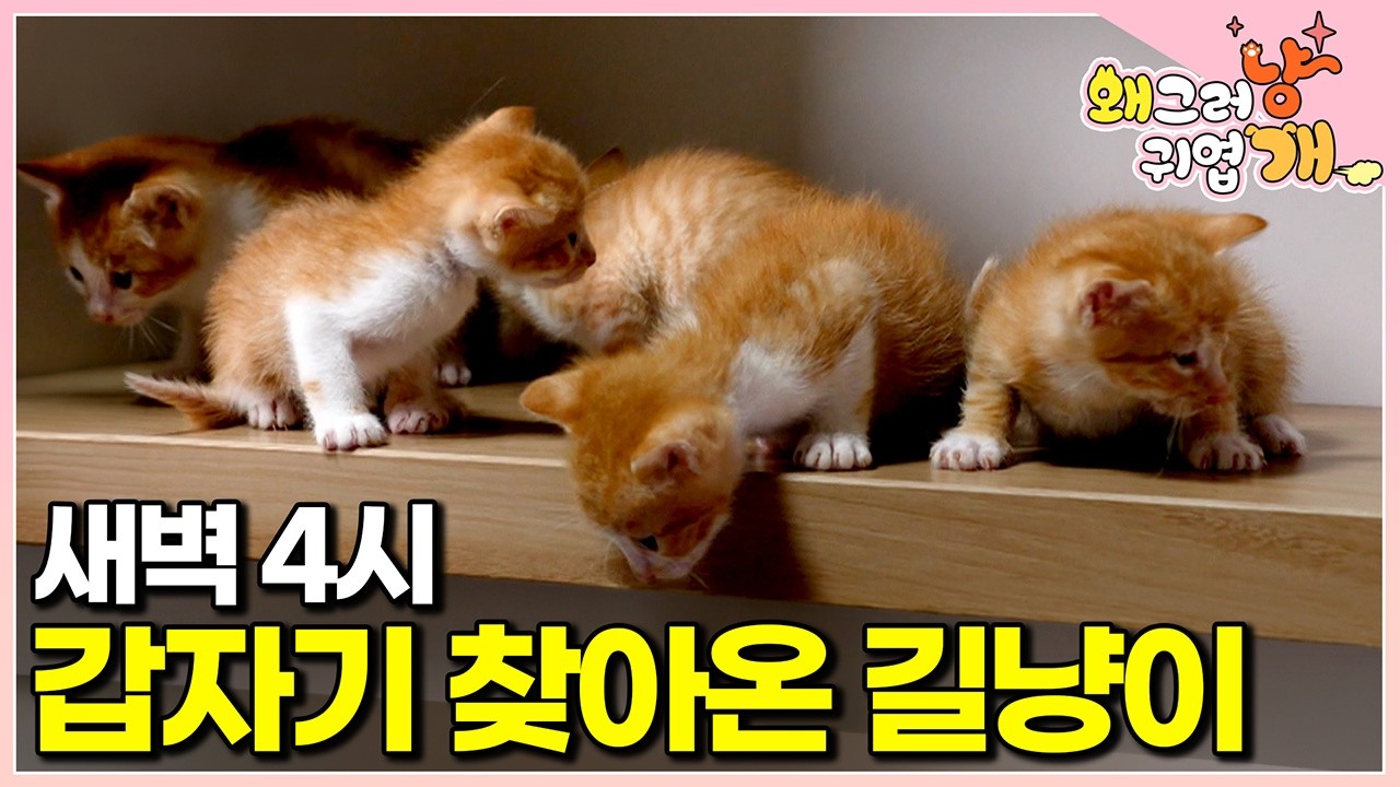 어느 날 갑자기 문 열어달라는 길고양이, 들여보냈더니 벌어진 일│#왜그러냥귀엽개