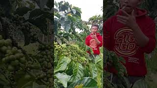 kopi Lampung barat sengol-senggol