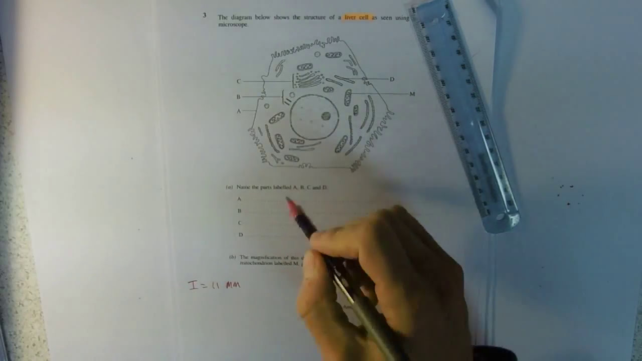 Key Assessment 1 Cells and Cell Structure test HELP ME VIDEO