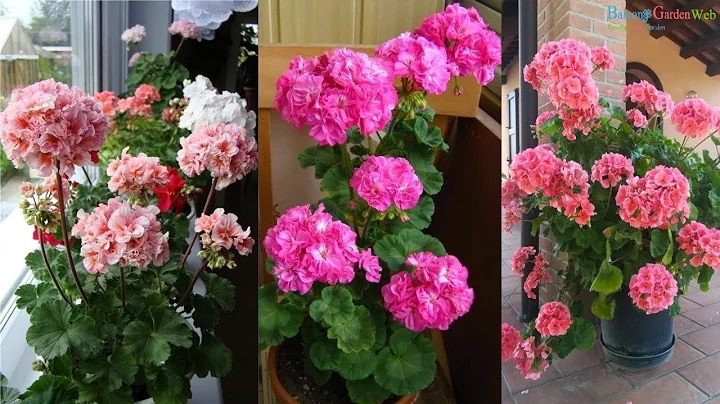 6 Quick tips to keep Geraniums Blooming - DayDayNews