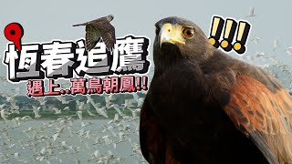 鷹寶放風＋恆春赤腹鷹踩點｜意外拍到超壯觀萬鳥朝鳳！| 波氏家族 popofamily