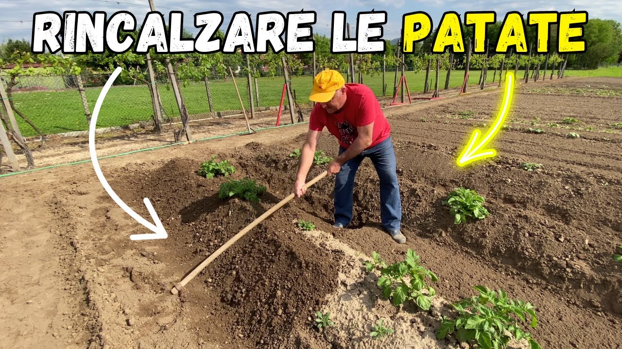 COLTIVARE le PATATE con la TECNICA del RINCALZO!