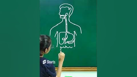 Easy diagram of Human digestive system | How to Draw Human Digestive System | मानव पाचन तंत्र चित्र