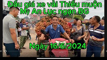 Một xe vải Thiều tranh nhau đấu giá tại Mỹ An Lục ngạn Bắc Giang ngày 16/6/2024