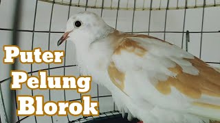 Puter PELUNG blorok, PANCINGAN untuk Puter pelung LOMBA