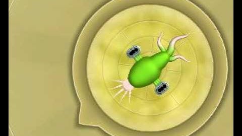 SPORE Hidden Cell Creator