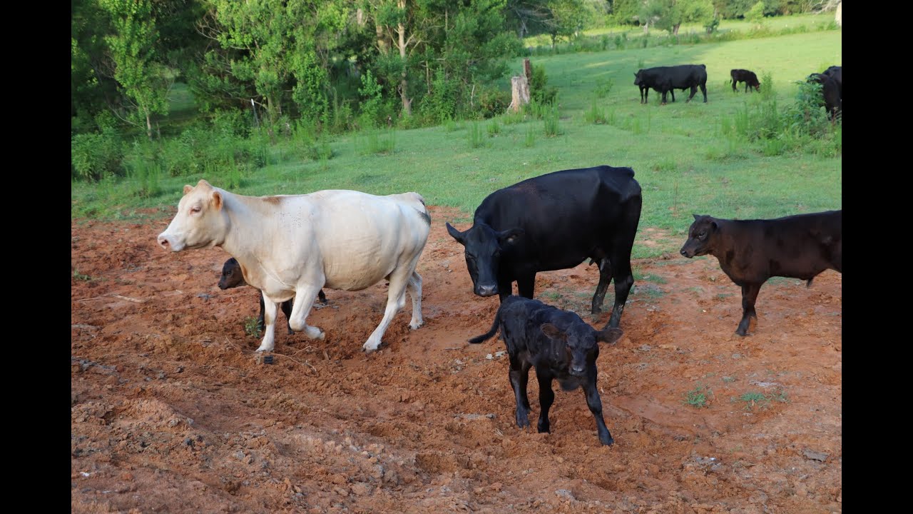 Feeding Cattle Treats YouTube