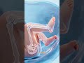 Why Babies Kick in the Womb
