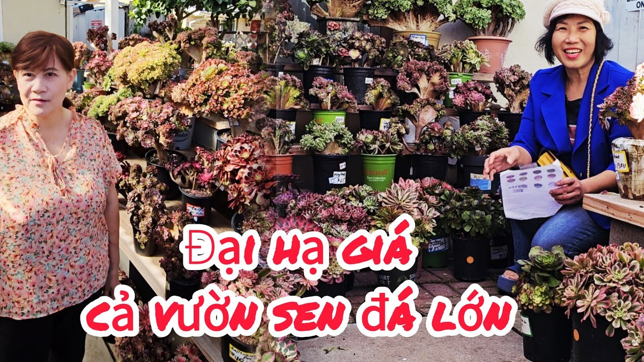 Dọn vườn bán rẻ sen đá Hàn Quốc ở SanJose, đại hạ giá succulents ở Mỹ 