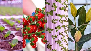 Signify Horticulture LED highlights 2021 - Q1 & Q2