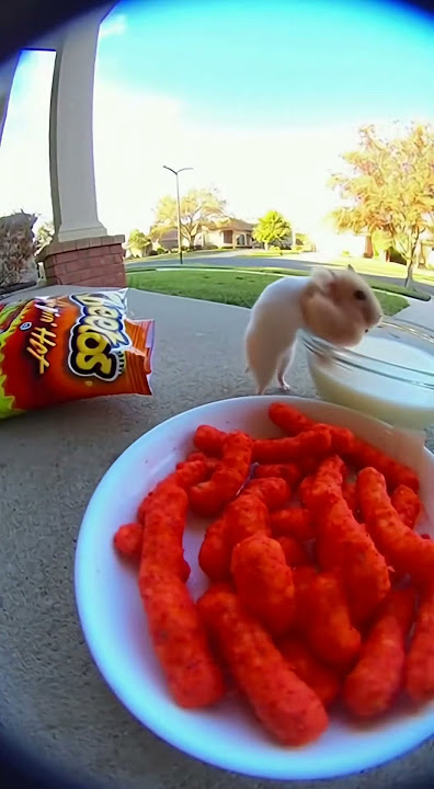 Khi con chuột ăn cay sẽ như thế nào? #ai #mouse #animals