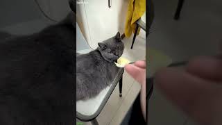 Curious Cat acts brave - Funny Moments 🚀 Viral Now!