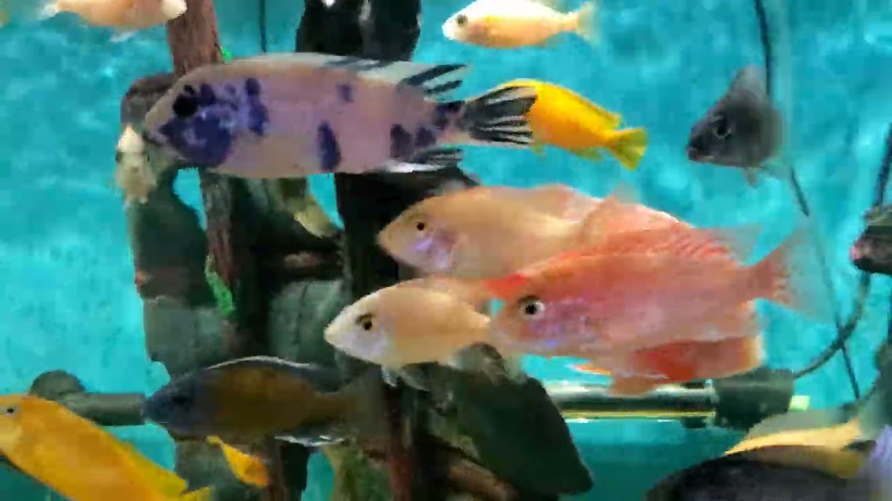 African cichlid tank 2022!!!! galaxy pleco!