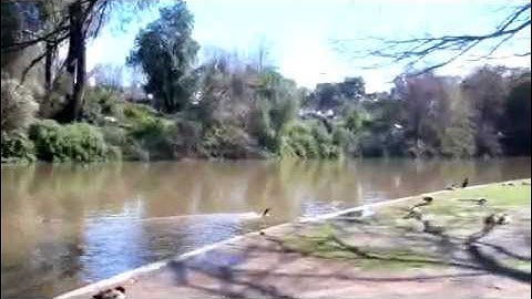 Water and the Urban Tree Canopy
