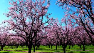 PIANO ROMÁNTICO (primavera)-ROMANTIC PIANO (spring)