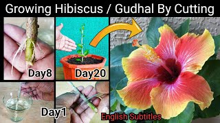 How To Grow Hibiscus Cutting In Water : Secret to Get Maximum Flowers : How to Save dying Plant