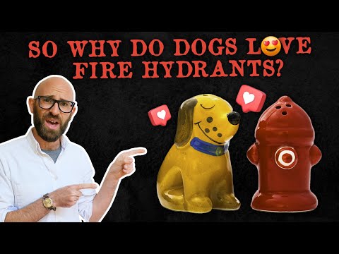 Dogs and Fire Hydrants and Ostriches Popping Their Heads Off thumbnail