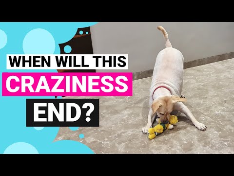 Video: Restlessness i Labrador Retrievers